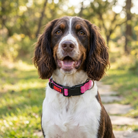 Perro mediano con collar kong rosa