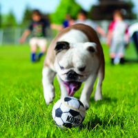 bulldog con pelota kong mediana