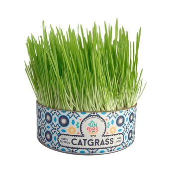 Cat Grass de Trigo